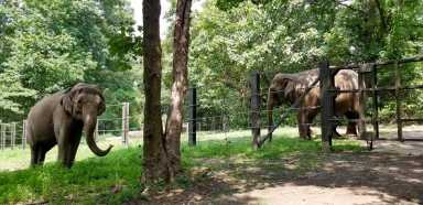Happy and Patty Bronx Zoo 2020