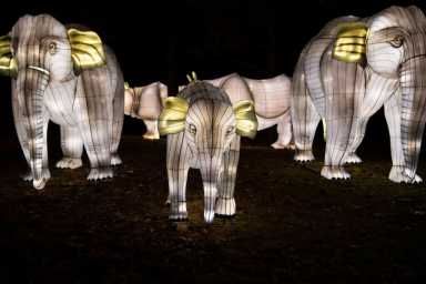 glowingElephants