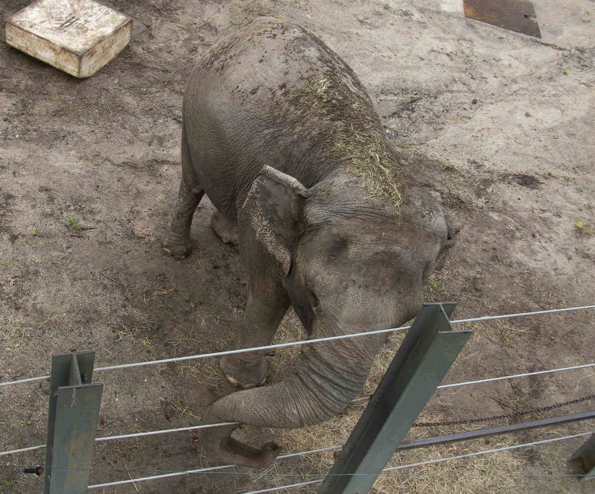 03-elephant-2020-01-17-bx01_z
