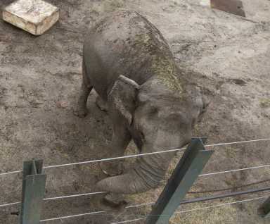 03-elephant-2020-01-17-bx01_z