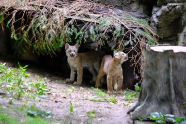 Lynx-kittens-1200×800