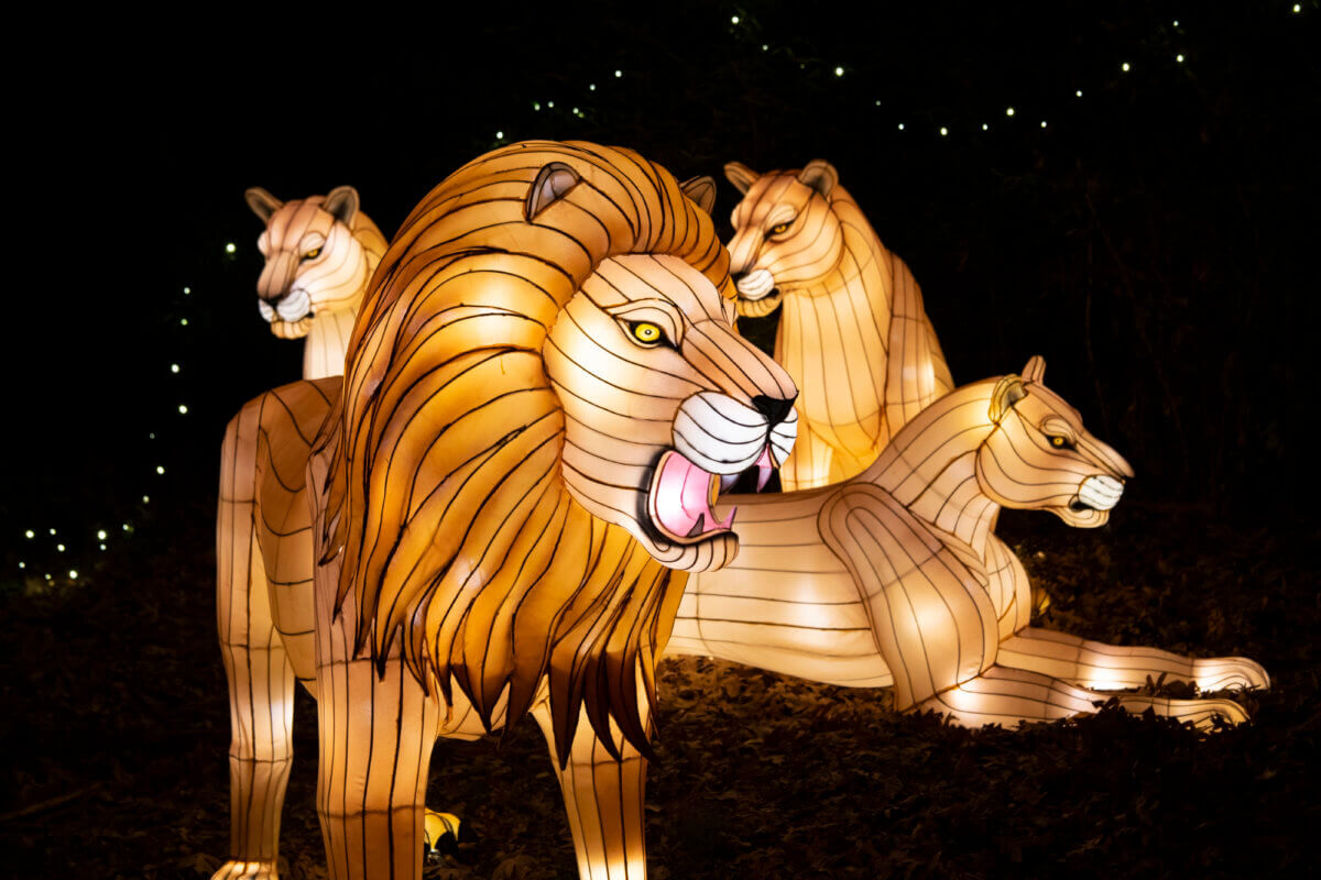 Julie-Larsen-Maher_9559_Holiday-Lights-Lanterns-and-Tree_BZ_11-19-19-1200×800