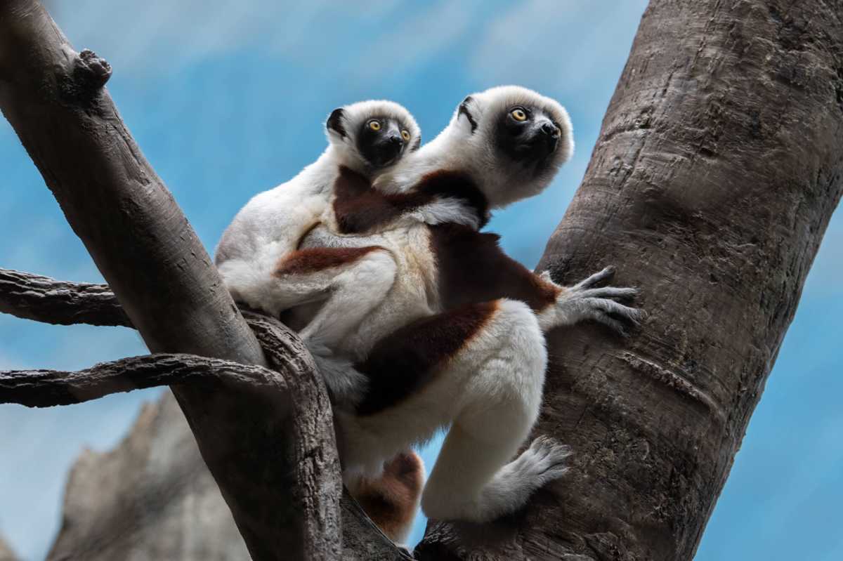 Julie Larsen Maher_4890Coquerel’s Sifaka and Baby_MAD_BZ_09 09 21