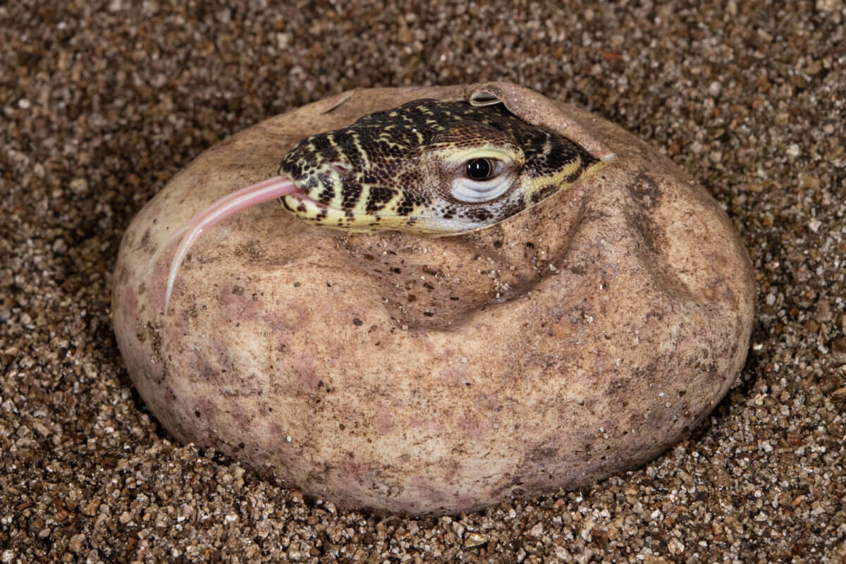 Julie-Larsen-Maher_1688_Komodo-Dragon-Hatchlings_WOR_BZ_11-09-21-1200×800