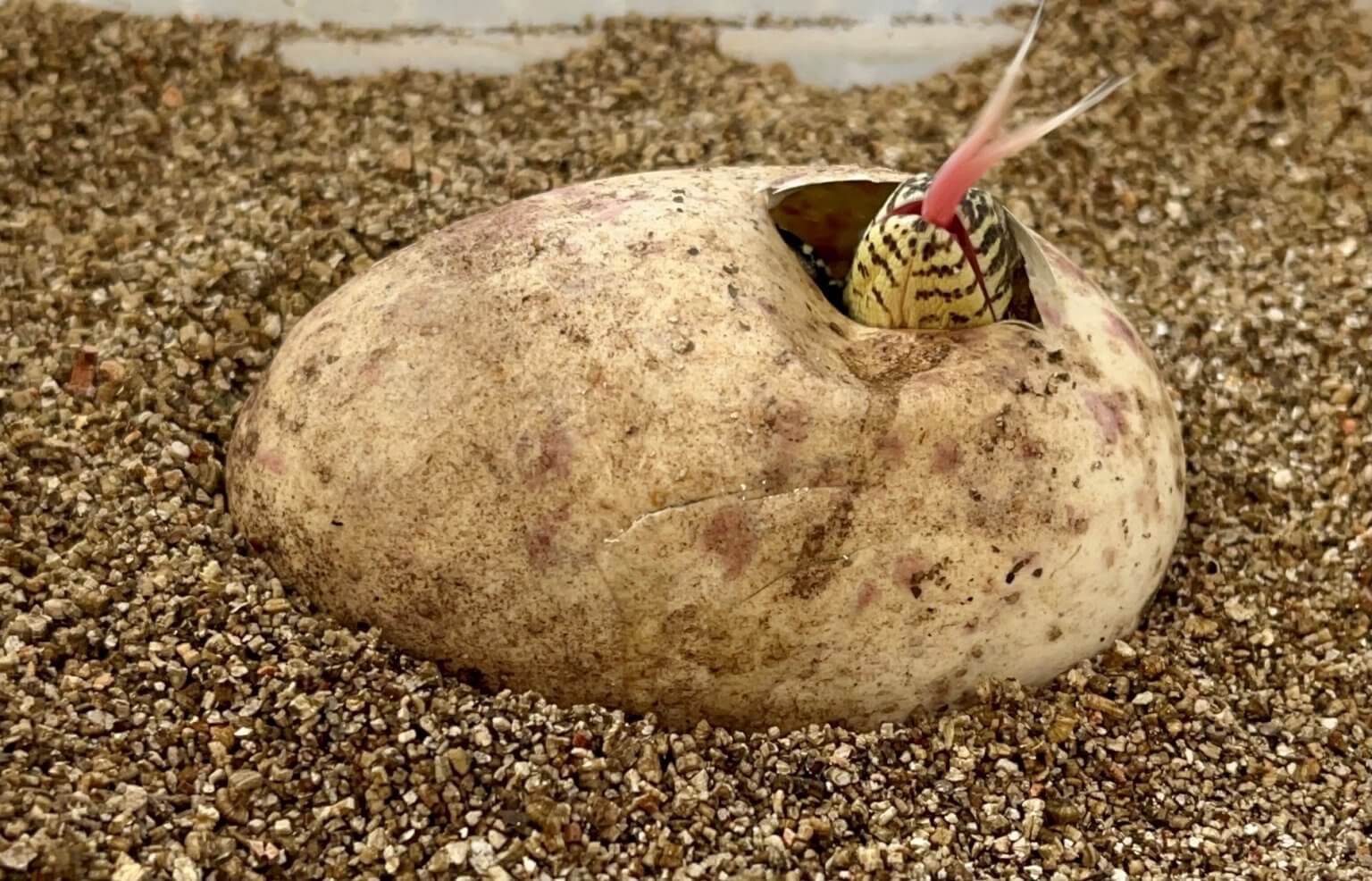 Six endangered Komodo dragons hatchlings join the Bronx Zoo – Bronx Times