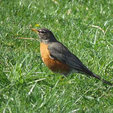 Birding Bonanza RESIZED