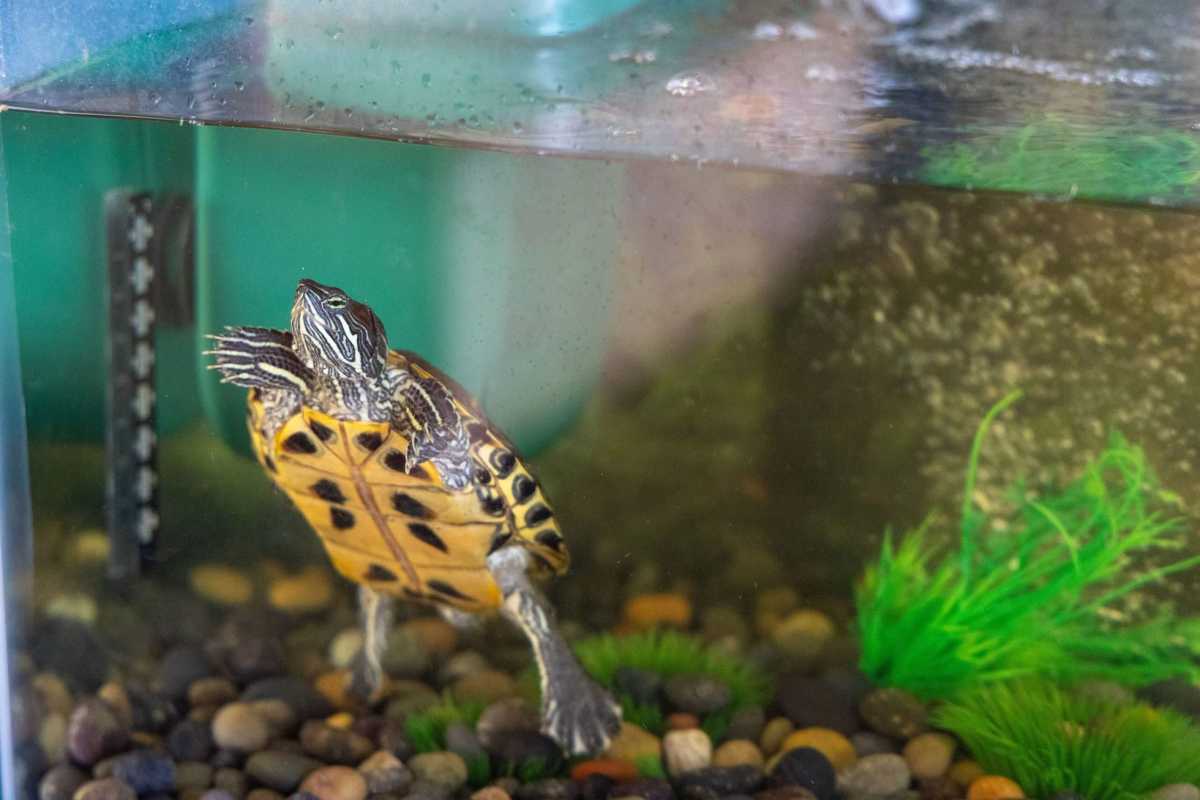 Bronxie swims in tank