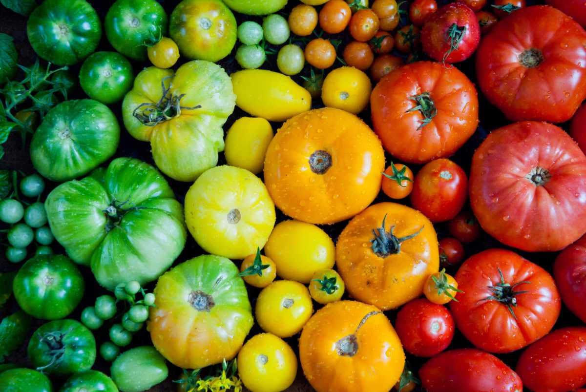 Tomatoes