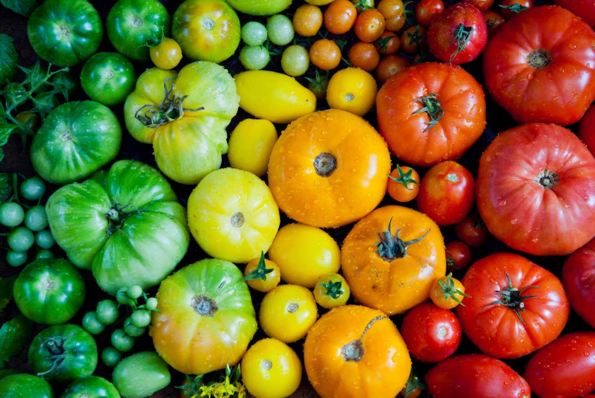 Tomatoes