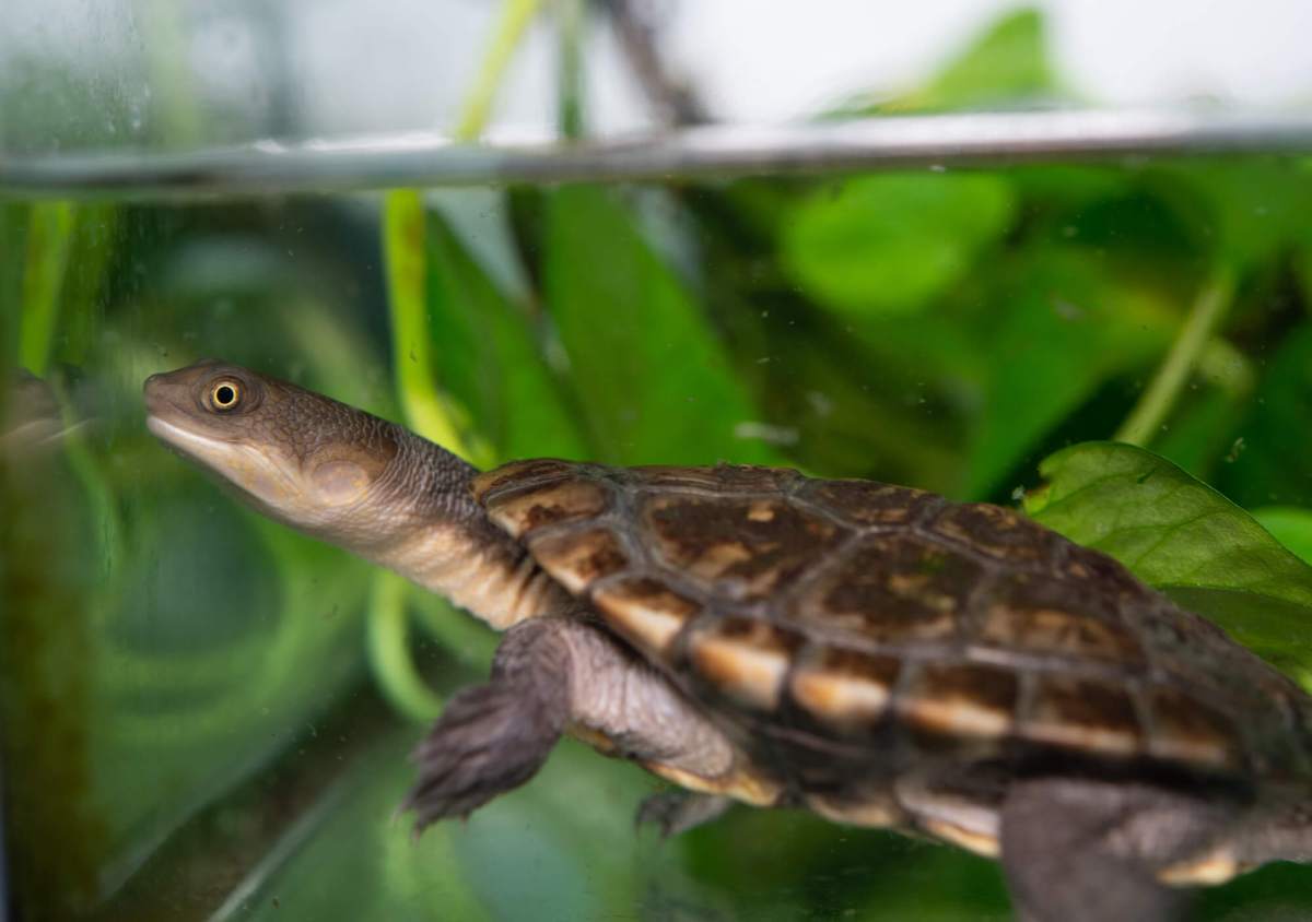 Julie Larsen Maher_1050_Rote Island Snake-necked Turtles with Kelvin Alvarez_BZ_08 23 22