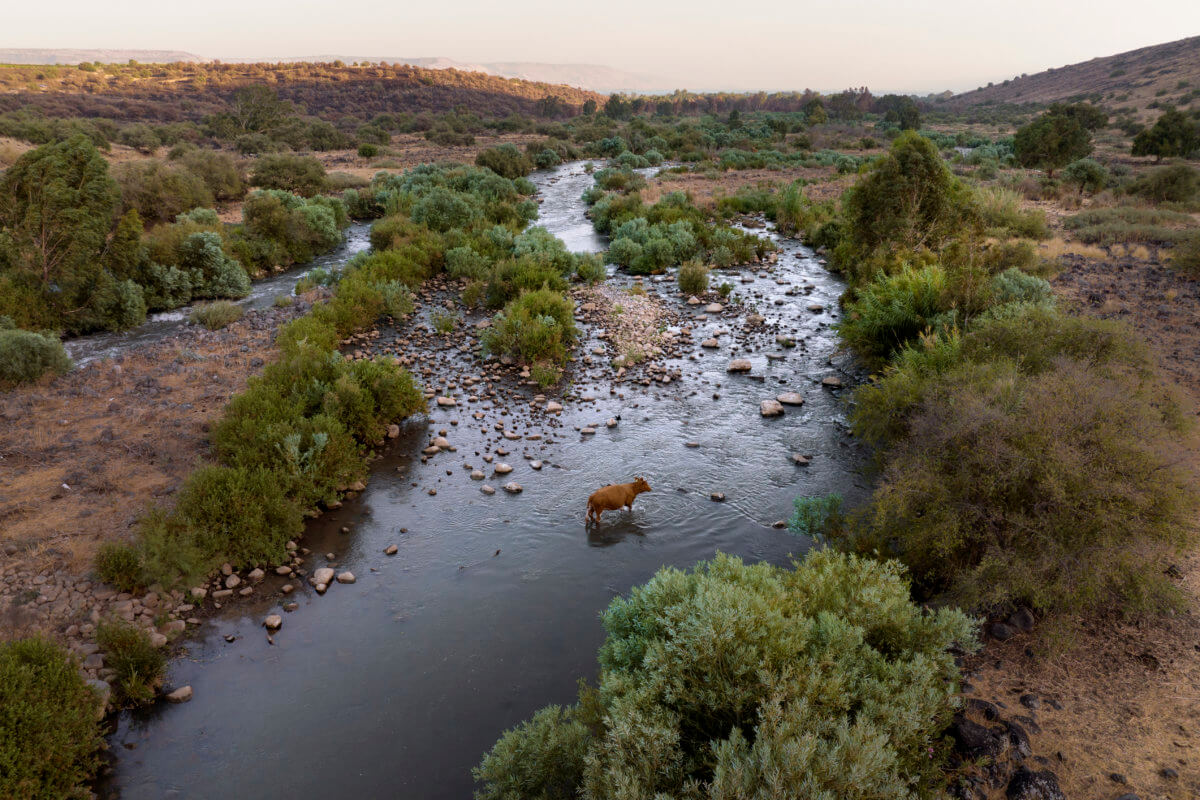 A cow crosses the Jordan River near Kibbutz Karkom in northern Israel on Saturday, July 30, 2022.