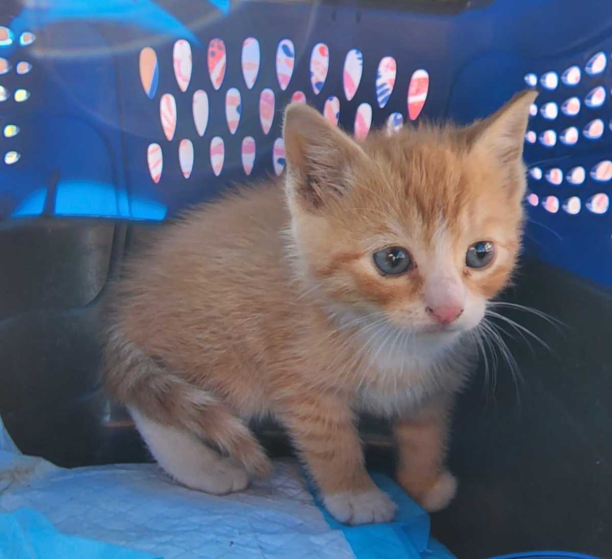 A kitten is rescued from a Metro-North rail line on Thursday, Nov. 3, 2022.