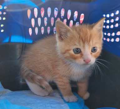 A kitten is rescued from a Metro-North rail line on Thursday, Nov. 3, 2022.