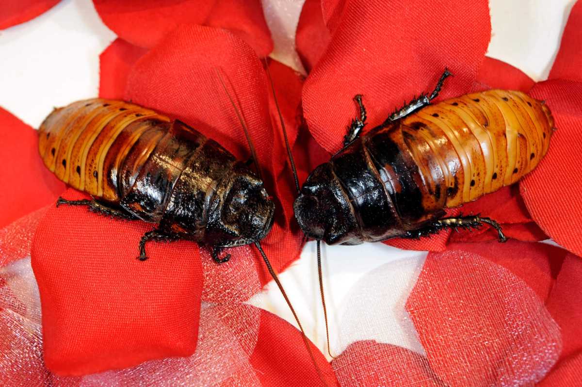 Julie Larsen Maher_2136_Cocoa Roach Product Shoot with Madagascar Hissing Cockroaches 01 09 12_hr