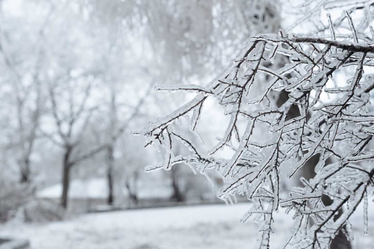 Branches covered with ice after freezing rain. Sparkling ice covered everything after ice storm cyclone. Terrible beauty of nature concept. Winter landscape, scene, postcard. Selective focus.