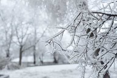 Branches covered with ice after freezing rain. Sparkling ice covered everything after ice storm cyclone. Terrible beauty of nature concept. Winter landscape, scene, postcard. Selective focus.