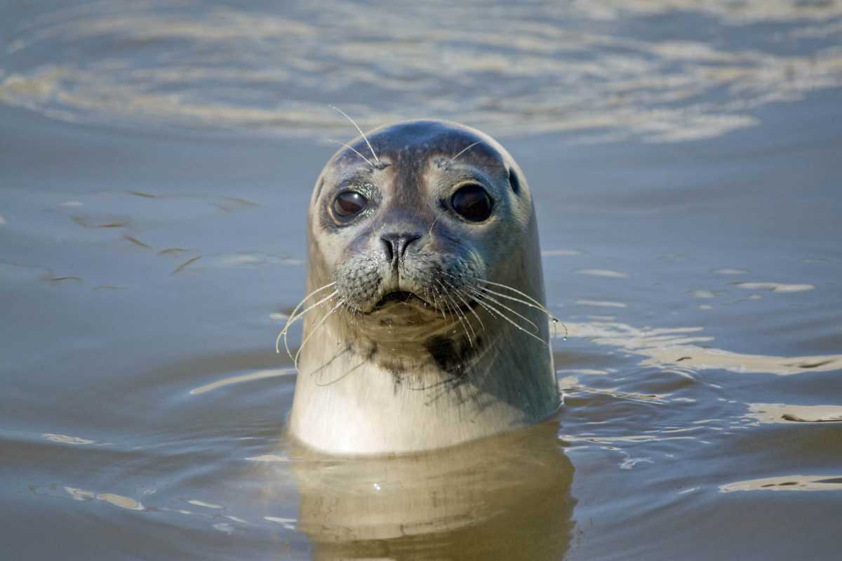 Seal in the water