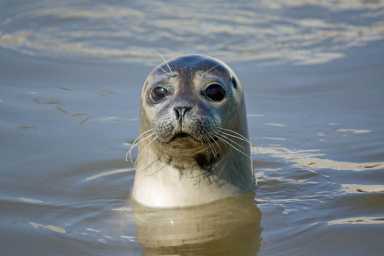 Seal in the water