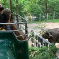 Last Thursday, New York City Council introduced legislation which would ban elephant captivity in the city, putting focus on the Bronx Zoo's Happy and Patty.