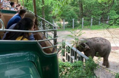 Last Thursday, New York City Council introduced legislation which would ban elephant captivity in the city, putting focus on the Bronx Zoo's Happy and Patty.