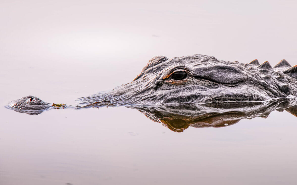 Close up of an alligator face and eye in the wilderness of Florida