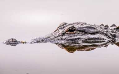 Close up of an alligator face and eye in the wilderness of Florida
