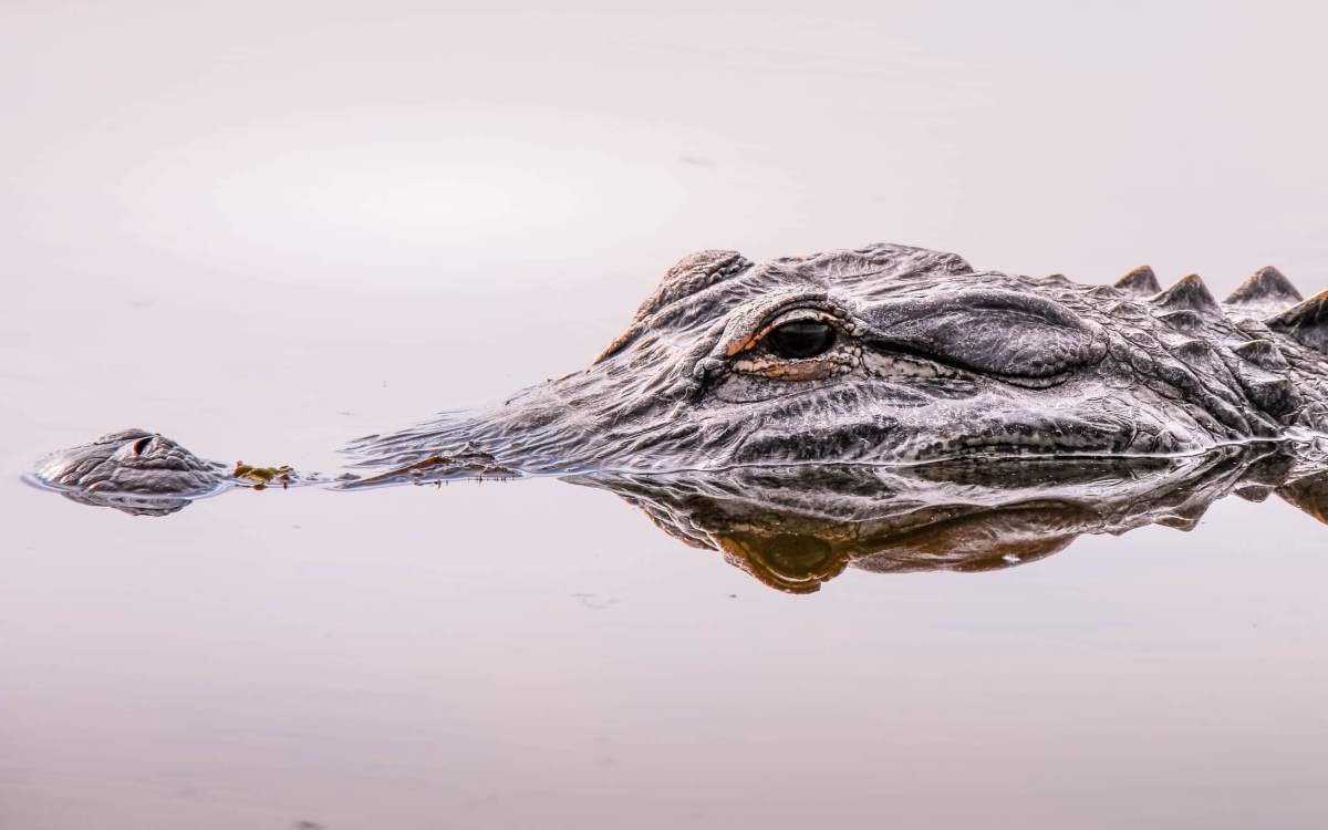 Close up of an alligator face and eye in the wilderness of Florida