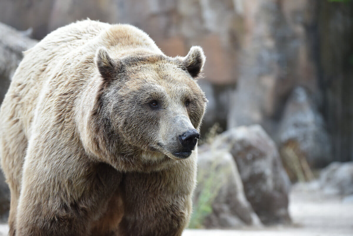 Meet the brown bears of the Bronx Zoo at a special before-hours program this Saturday.
