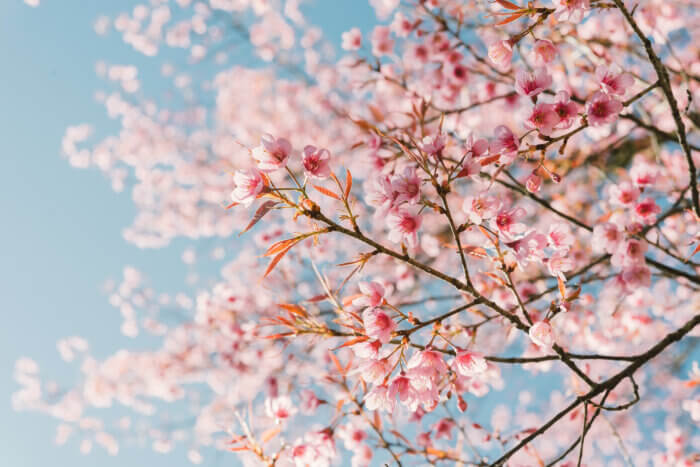 Pink cherry blossom flowers on tree branch.