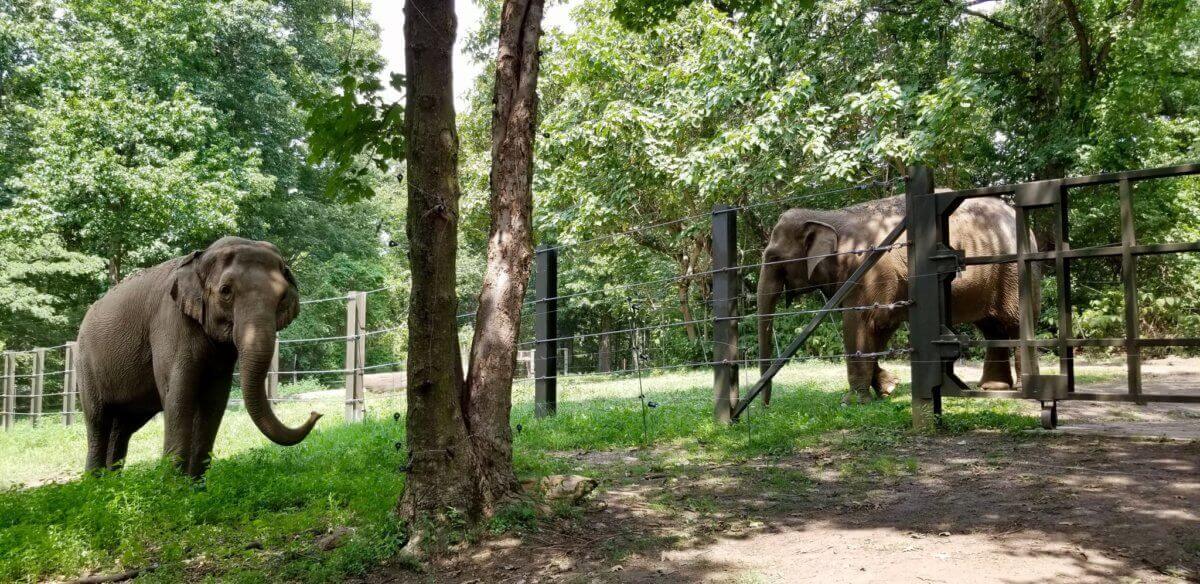 Happy-and-Patty-Bronx-Zoo-2020-1200×584