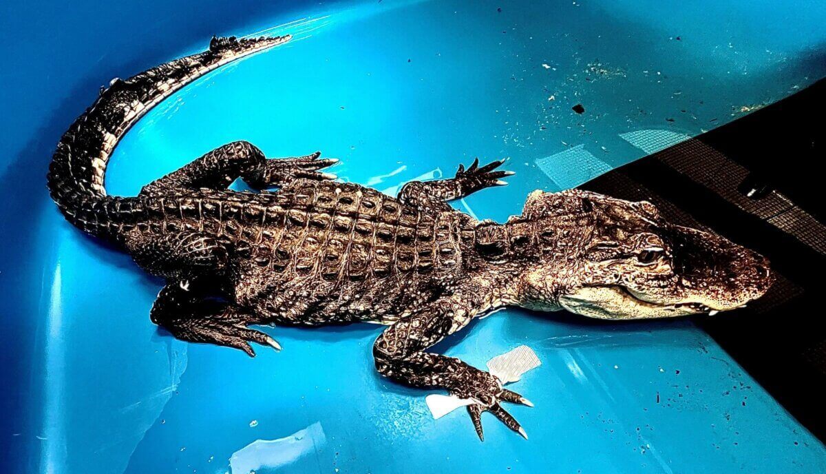 Godzilla, the alligator who was rescued from the Prospect Park Lake in February, has died.