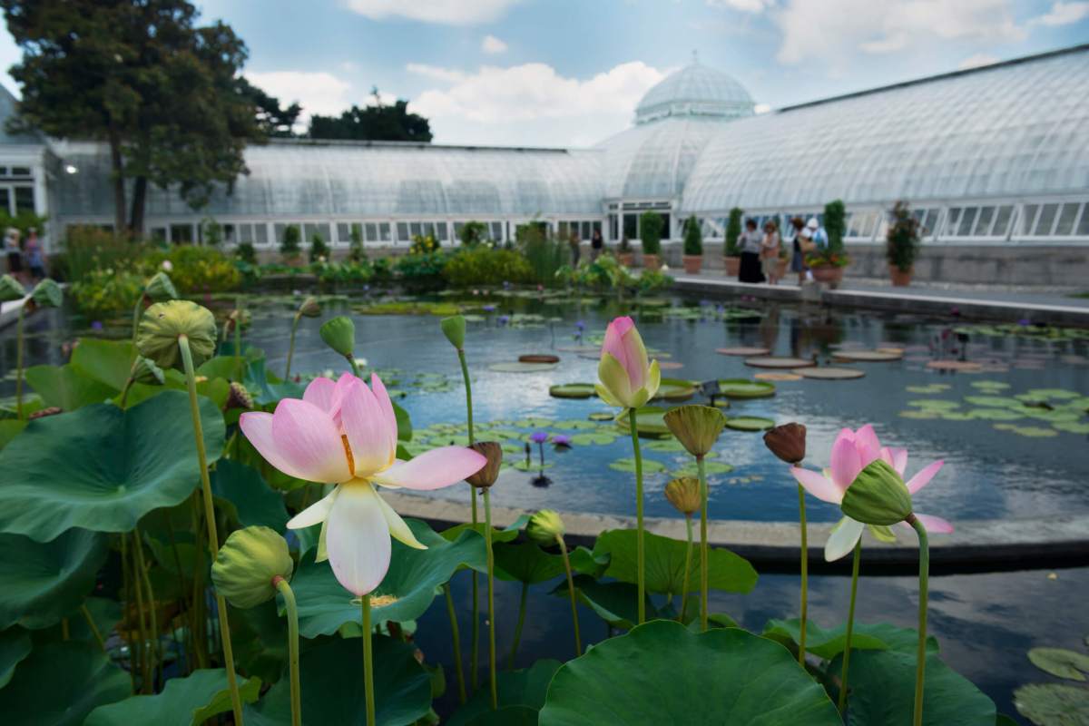 NYC Botanical Garden Lily Pads