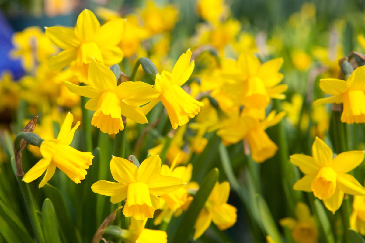 Daffodils in a field