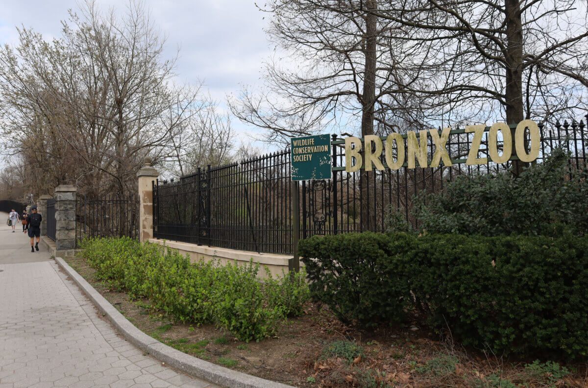 Did You Know? The Bronx Zoo once had a human in captivity Bronx Times