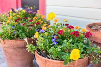 Potted Plants