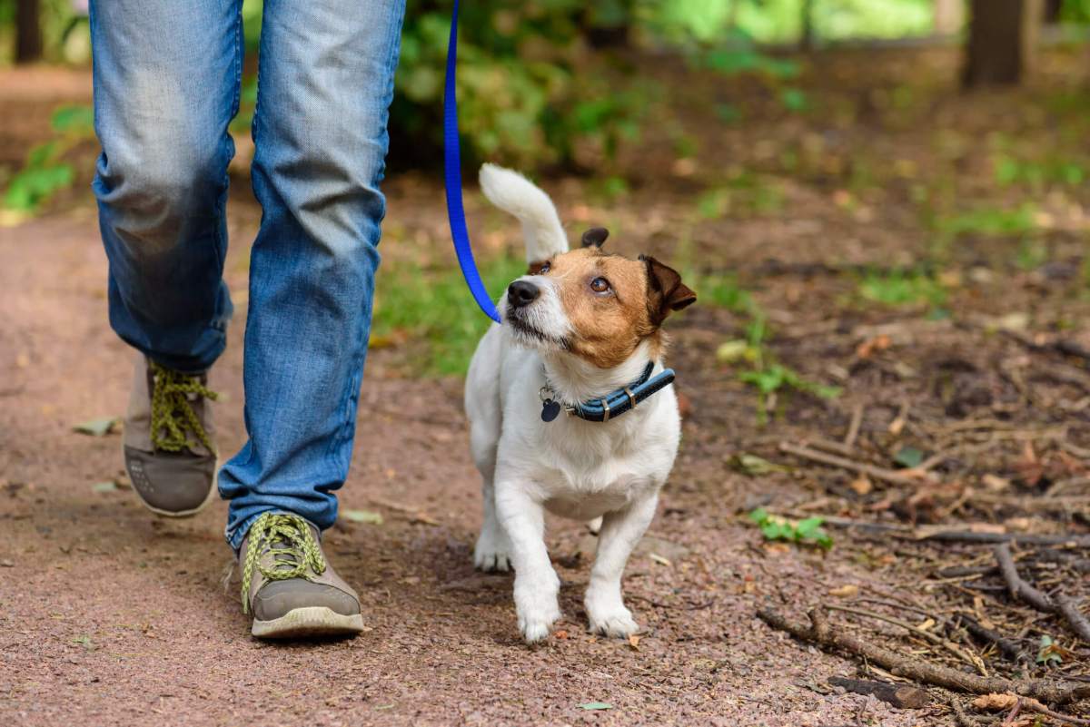 Leashed dog walking next to owner's legs on an unpaved dirt path. Happening