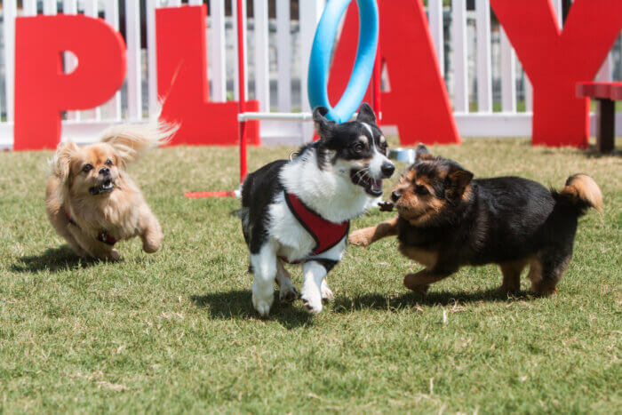 Three small dogs playing in a dog park. Bronx