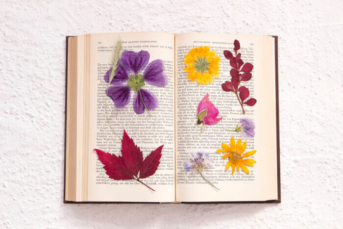 Dried and pressed flowers in an open old book by Goethe.