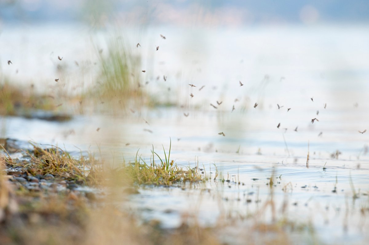 The New York City Department of Health and Mental Hygiene is conducting its second round of aerial larviciding of mosquitos in Pelham Bay Park on July 7, 10 and 11, 2023.