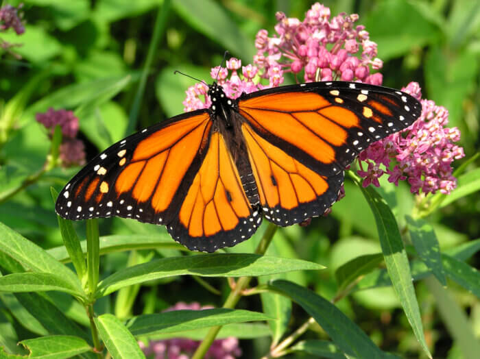 Learn about ways to conserve the monarch butterfly population through an event with Ruth Marshall, a local Bronx artist, and Patti Cooper, an educator and former zookeeper at the Wildlife Conservation Society at the Morris Park branch of the New York Public Library on July 22, 2023.