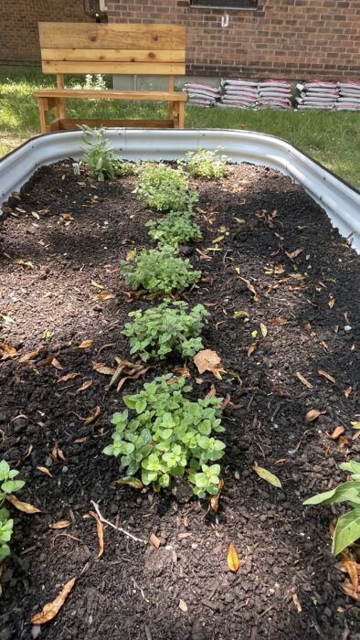herbs lined up in soil