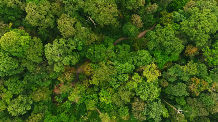 stock photo of the tops of trees