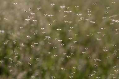 The Department of Health and Mental Hygiene is conducting its final aerial larviciding spray in all five boroughs on Aug. 7 to Aug. 9, 2023.