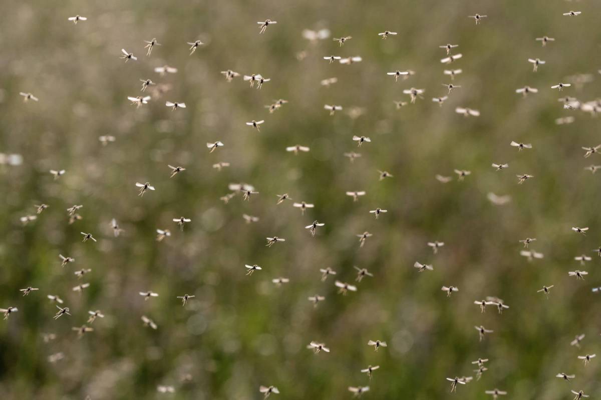 The Department of Health and Mental Hygiene is conducting its final aerial larviciding spray in all five boroughs on Aug. 7 to Aug. 9, 2023.