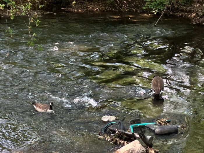 geese in the water along a scooter