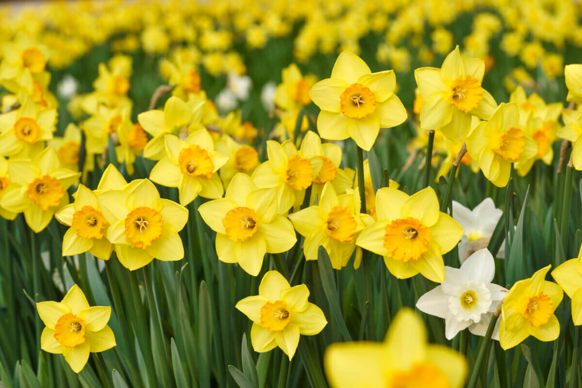 Daffodils  Chicago Botanic Garden