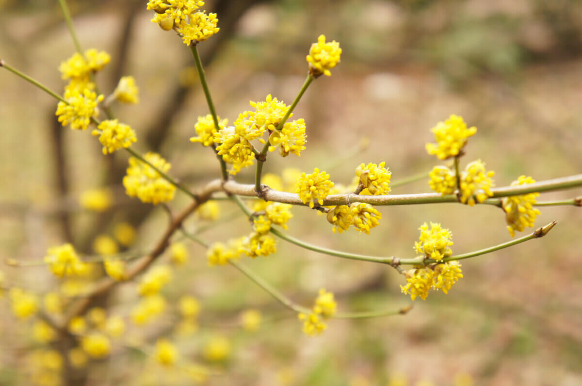 Lindera benzoin or spicebush yellow plant at spring
