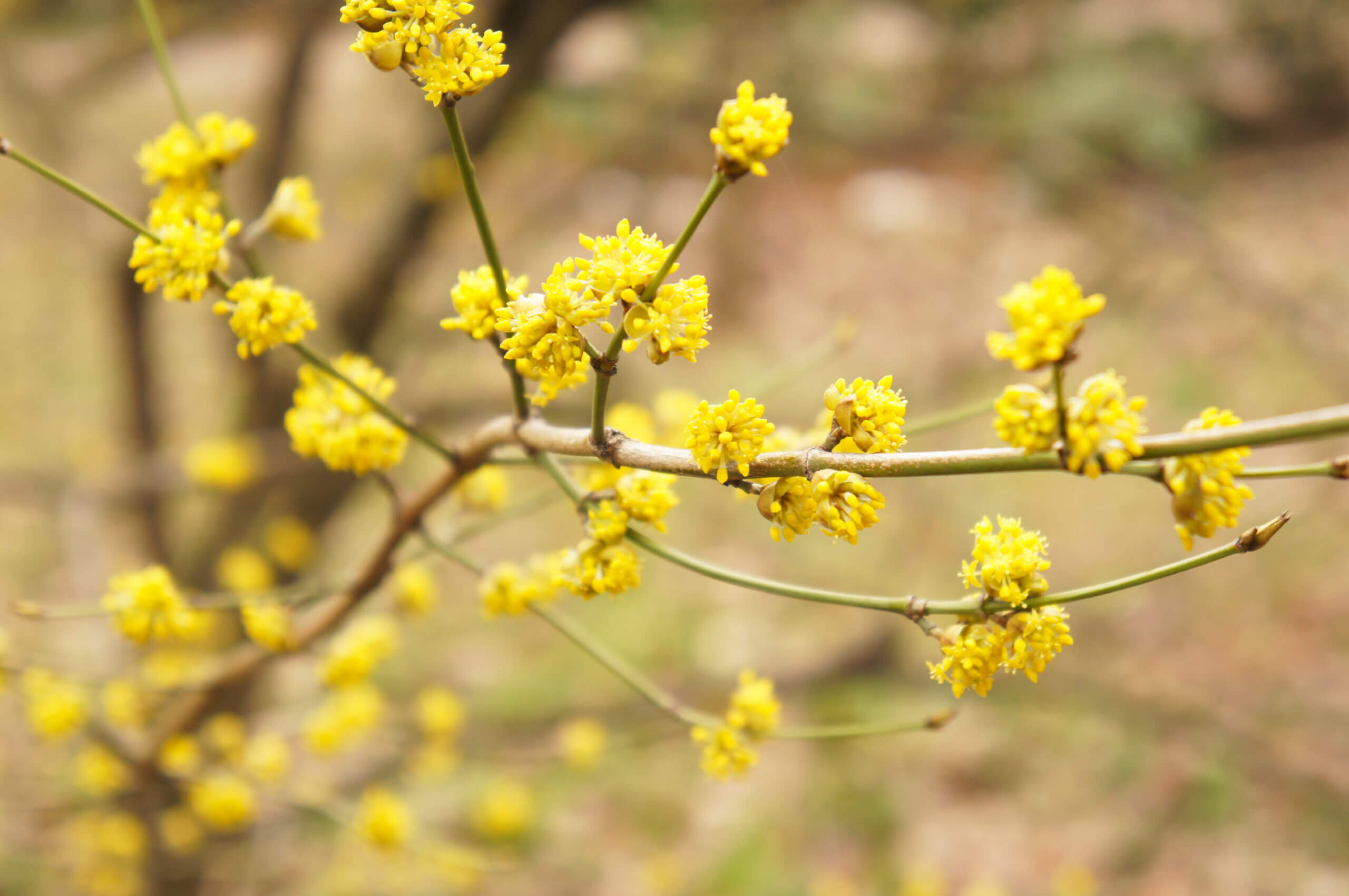 Native Plants  NYC Wildflower Week