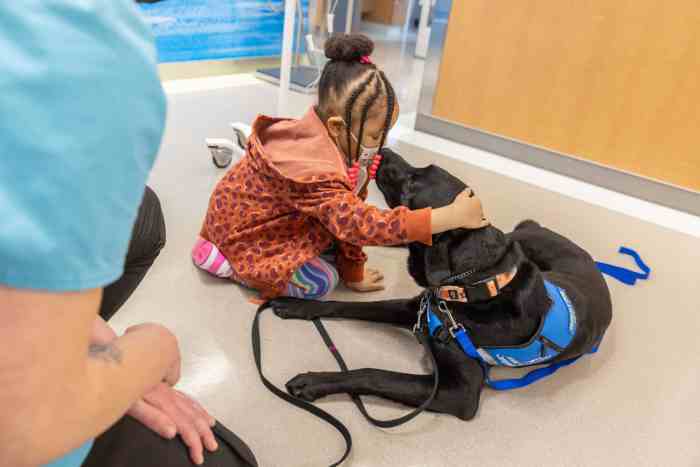 Polly the black Labrador interacts with a child at the Children's Hospital at Montefiore.