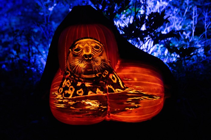 A pumpkin carving of a seal